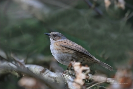 <p>PĚVUŠKA MODRÁ (Prunella modularis)</p>